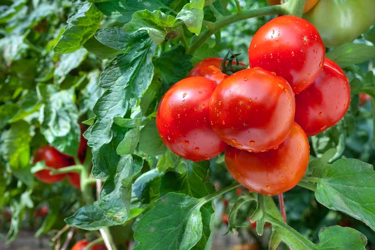 Удобрение томатов