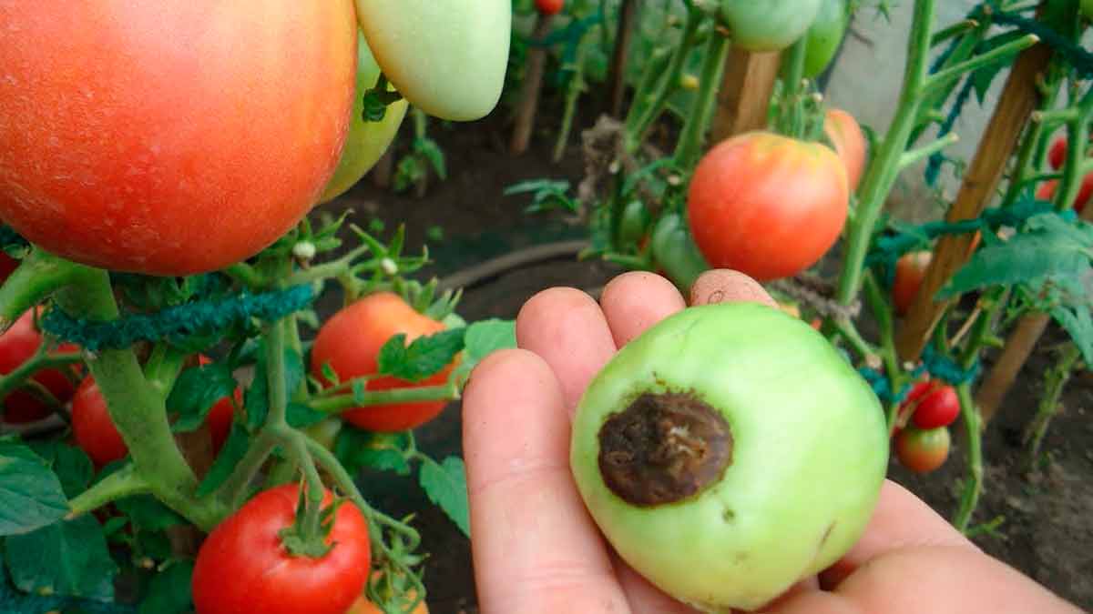 Что делать, если помидоры чернеют