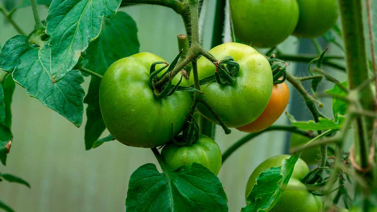 Что делать, если помидоры чернеют