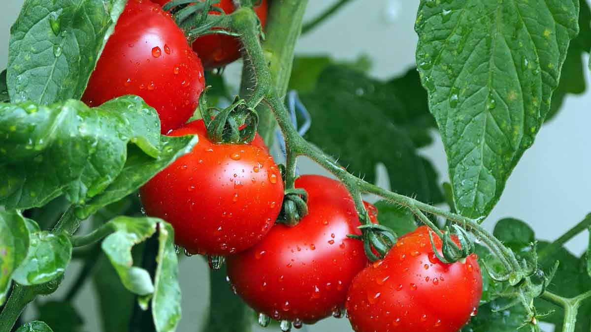 Как вырастить ранние томаты в своем саду