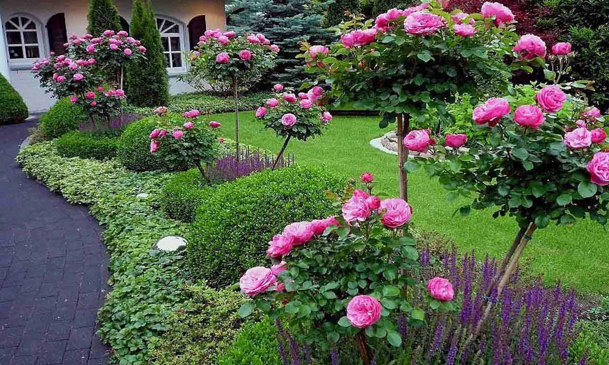 Посадка розы в саду