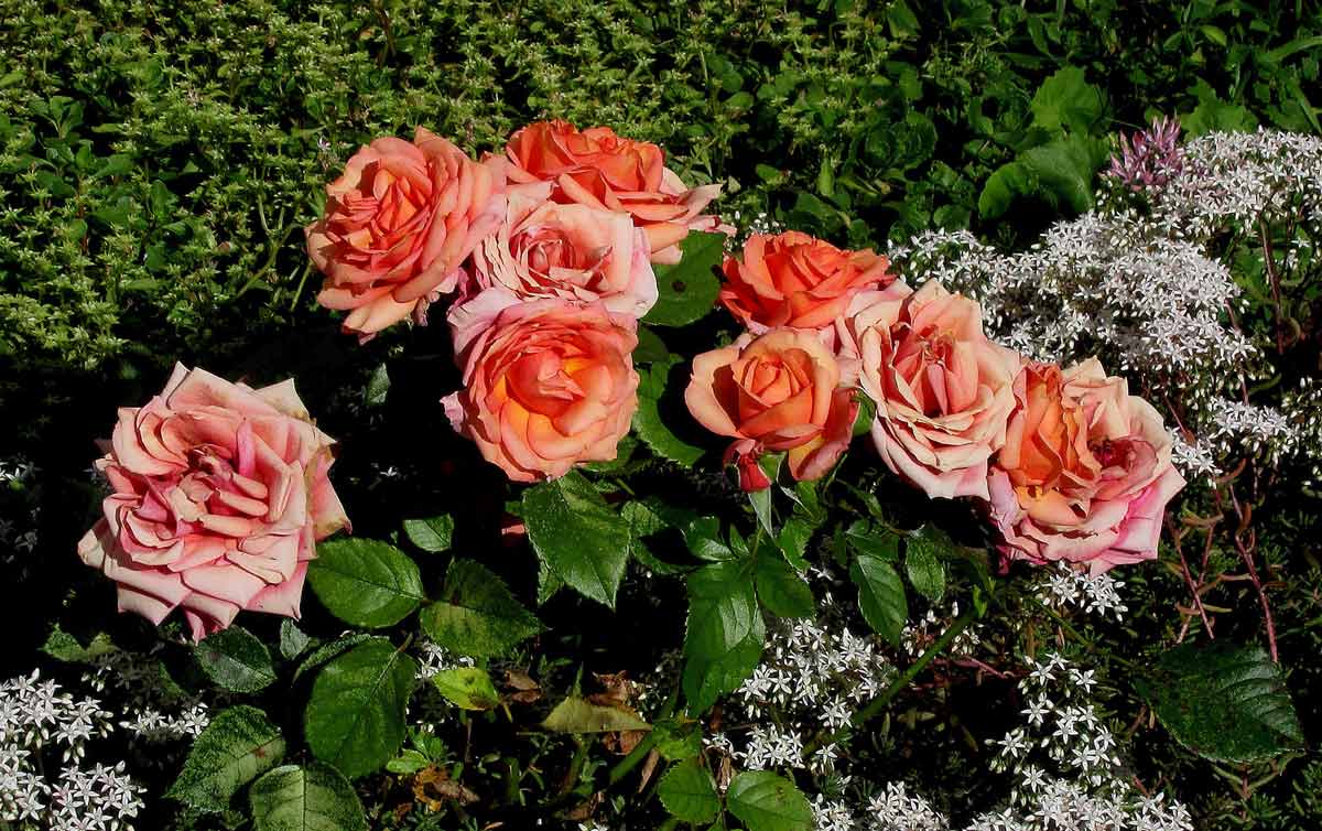 Посадка розы в саду