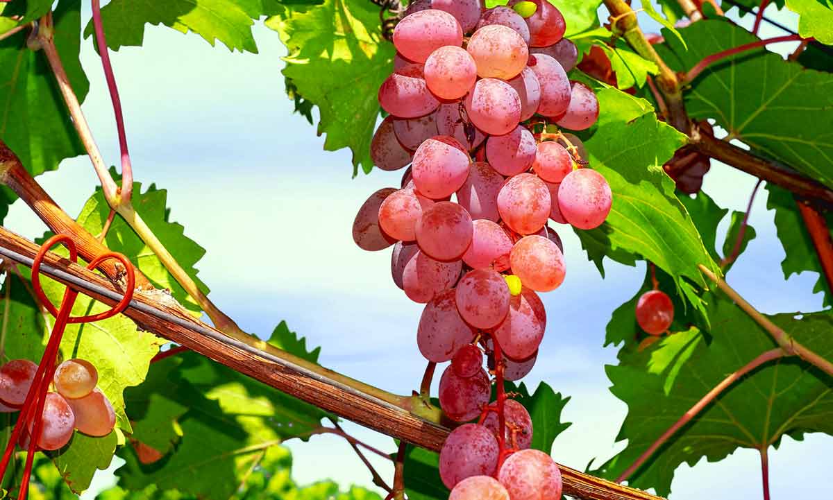 Вкусные и сладкие сорта винограда