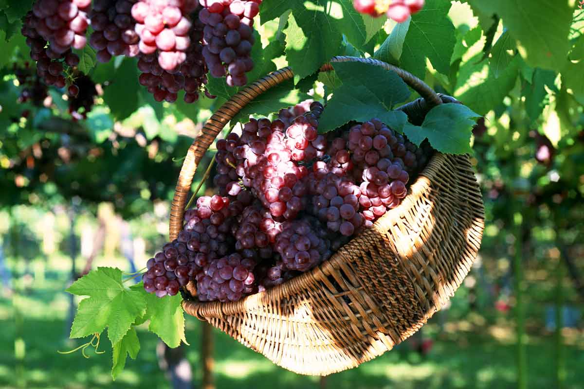 Сорта винограда для дачи