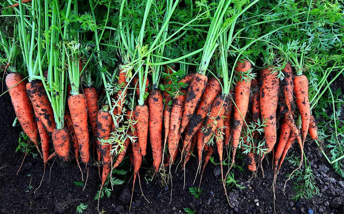 Морковь и её полезные свойства