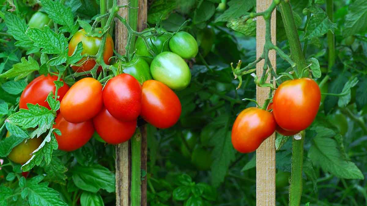 Обработка томатов дрожжами