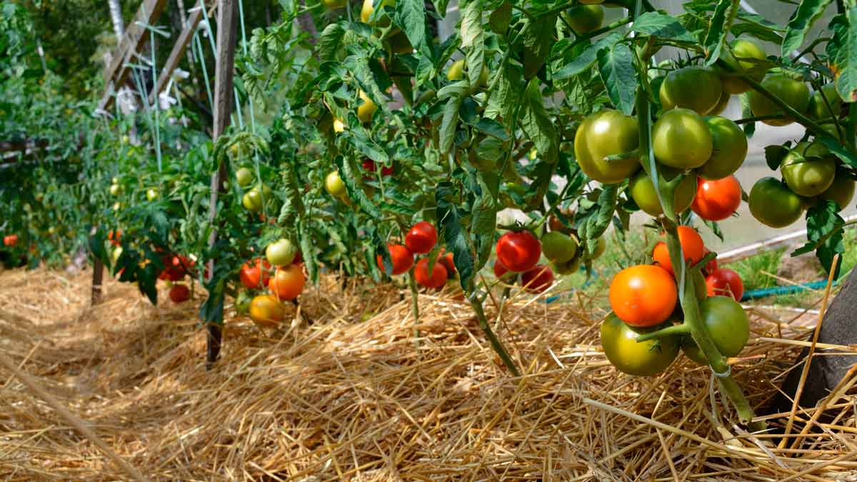 Когда и чем удобрять помидоры