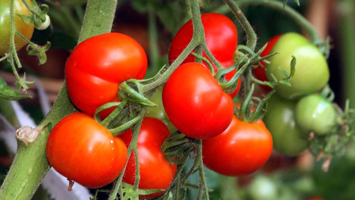 Когда и чем удобрять помидоры