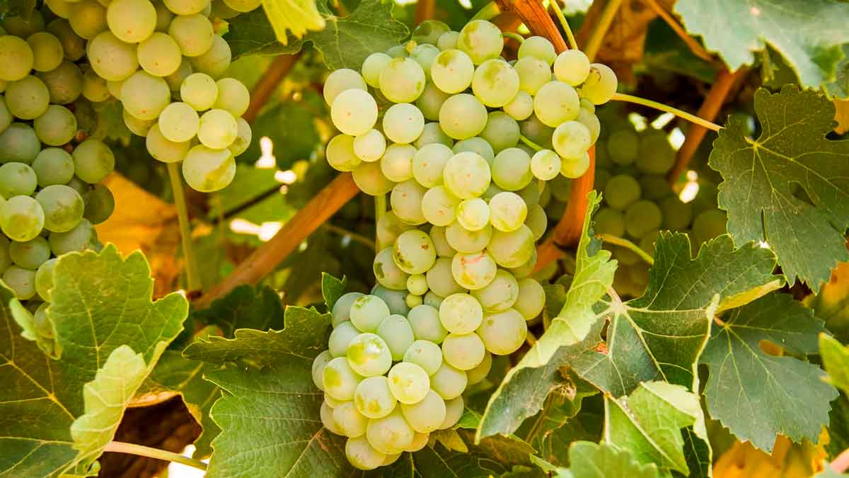 Как ускорить созревание винограда в августе и сентябре