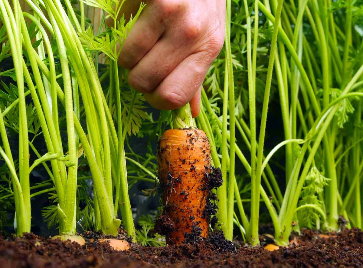 Экологическое выращивание моркови