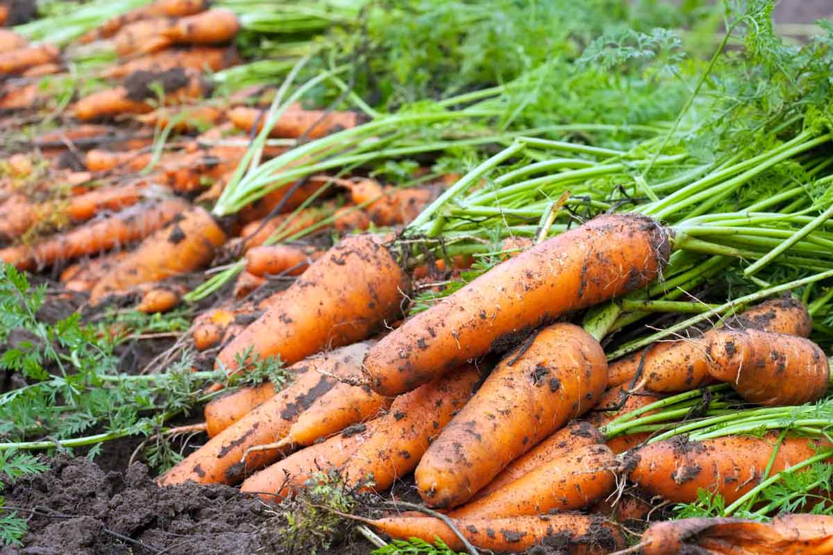 Экологическое выращивание моркови