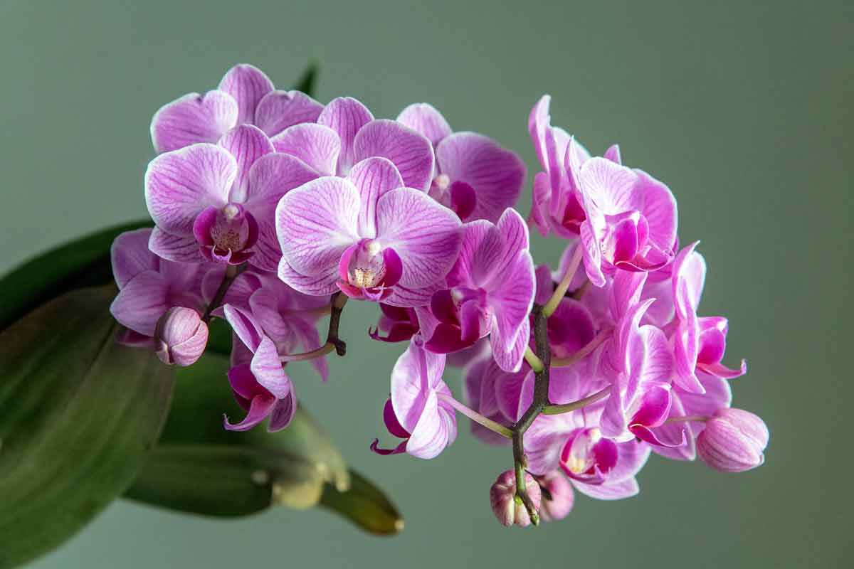 Как вырастить красивые орхидеи