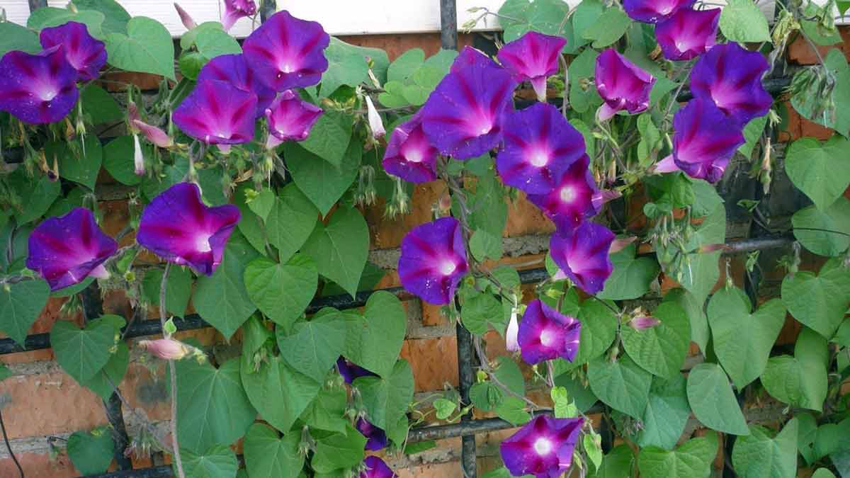 Вьющиеся растения для украшения сада - Ипомея пурпурная