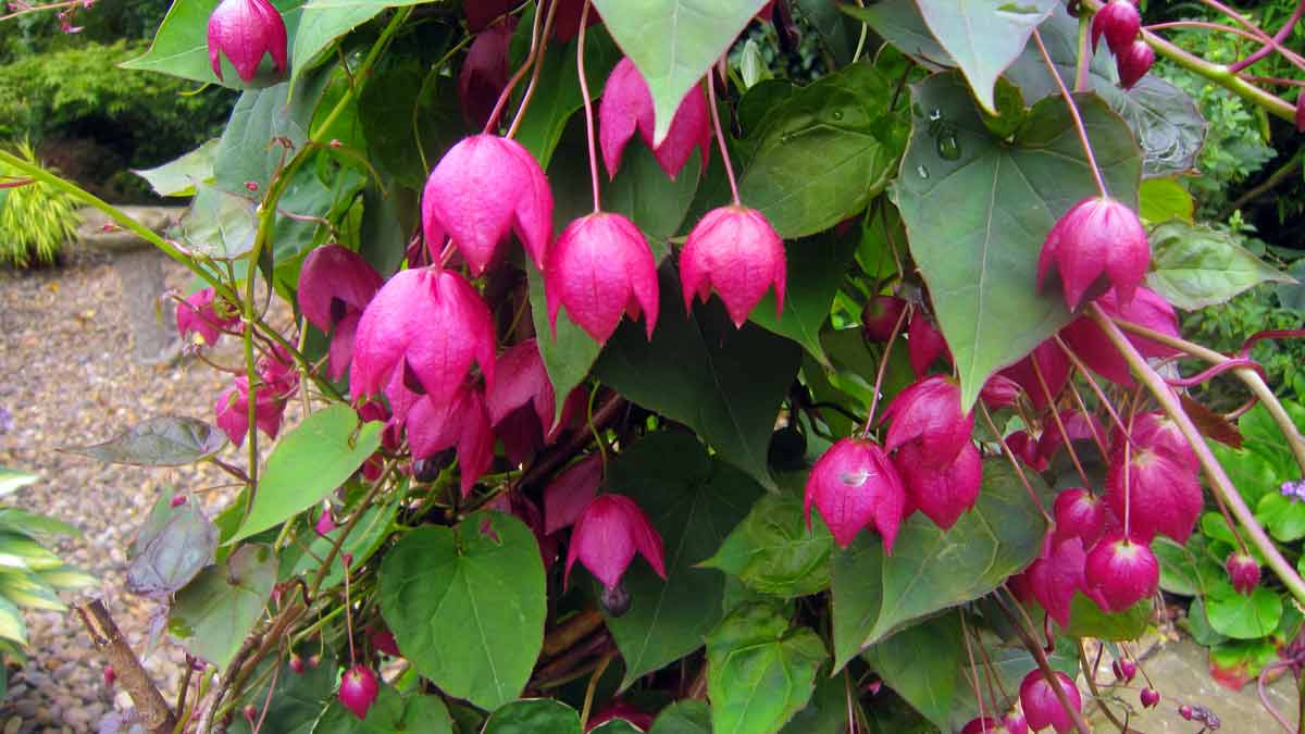 Вьющиеся растения для украшения сада - Родохитон тёмно-красный