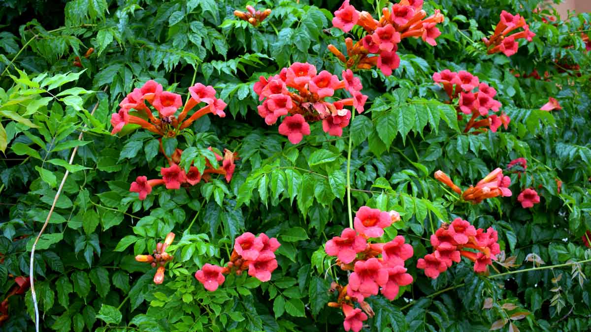 Вьющиеся растения для украшения сада - Кампсис крупноцветковый
