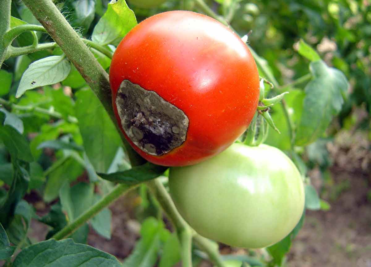 Что такое фитофтороз томатов: признаки заражения, методы лечения