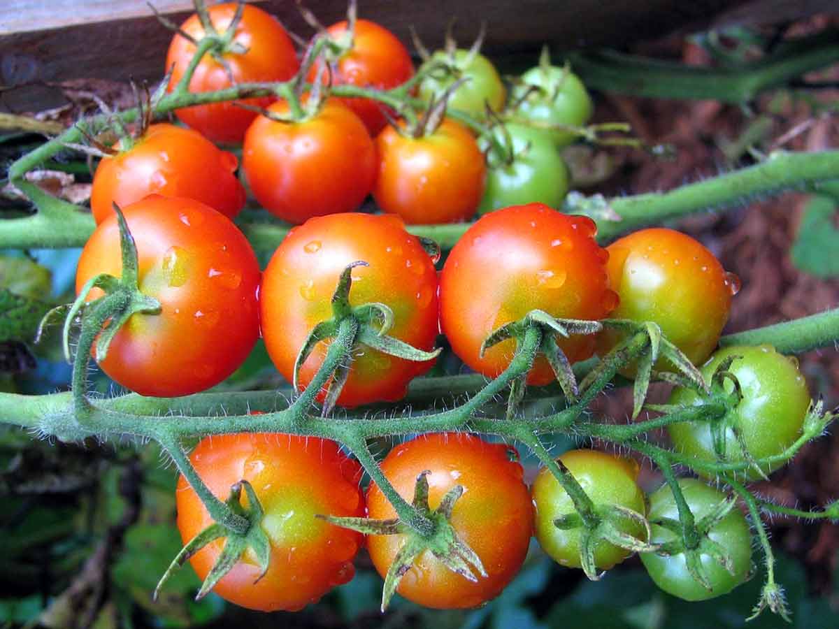 Что такое фитофтороз томатов