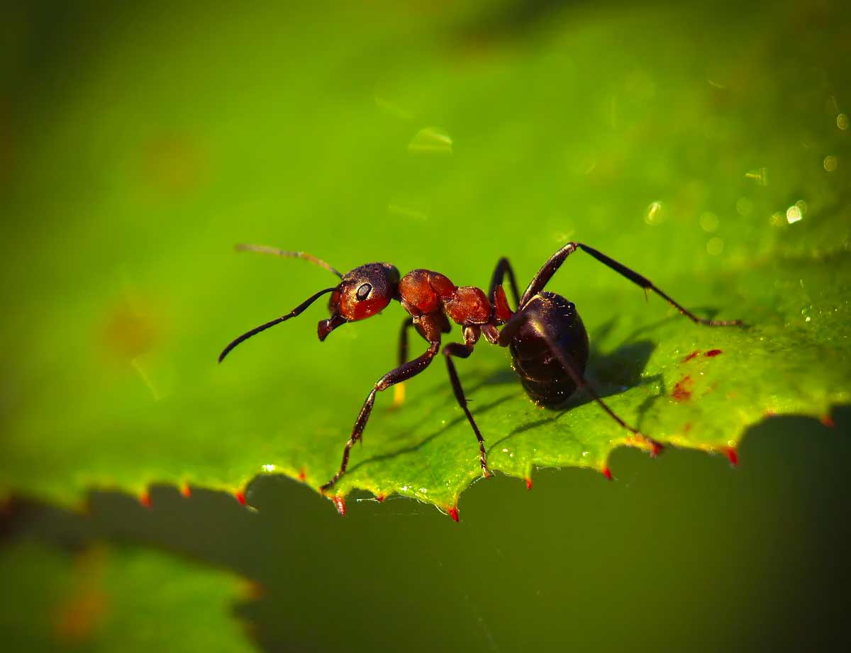 Как избавиться от муравьёв в огороде