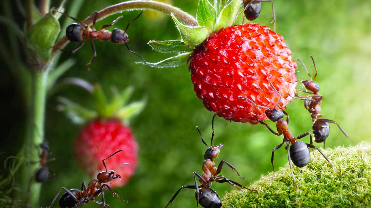 Муравьи питаются ягодами