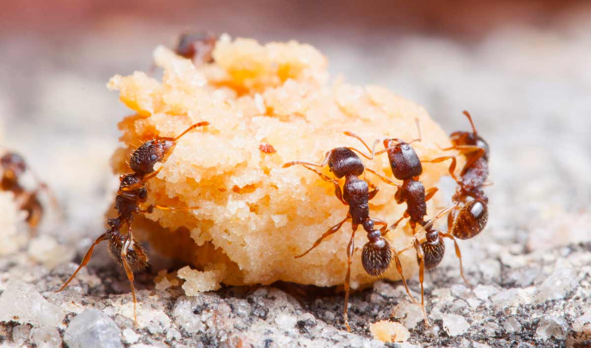 Как избавиться от муравьёв в огороде