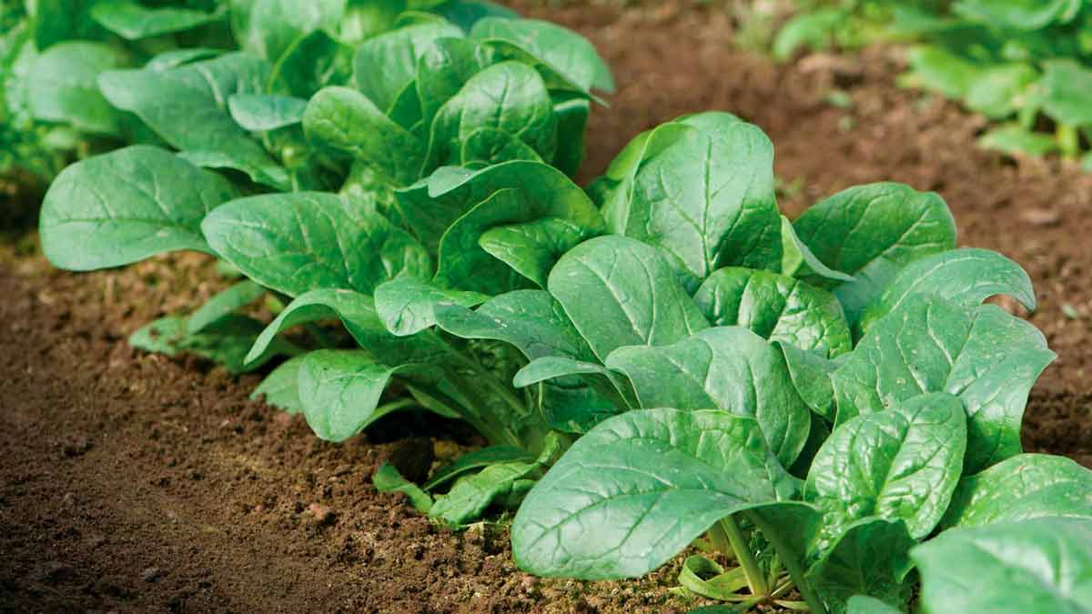 Как вырастить шпинат в своем саду