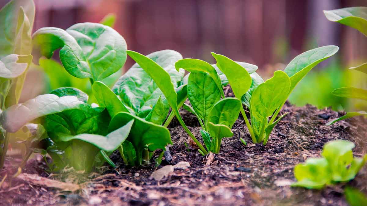 Как вырастить шпинат в своем саду