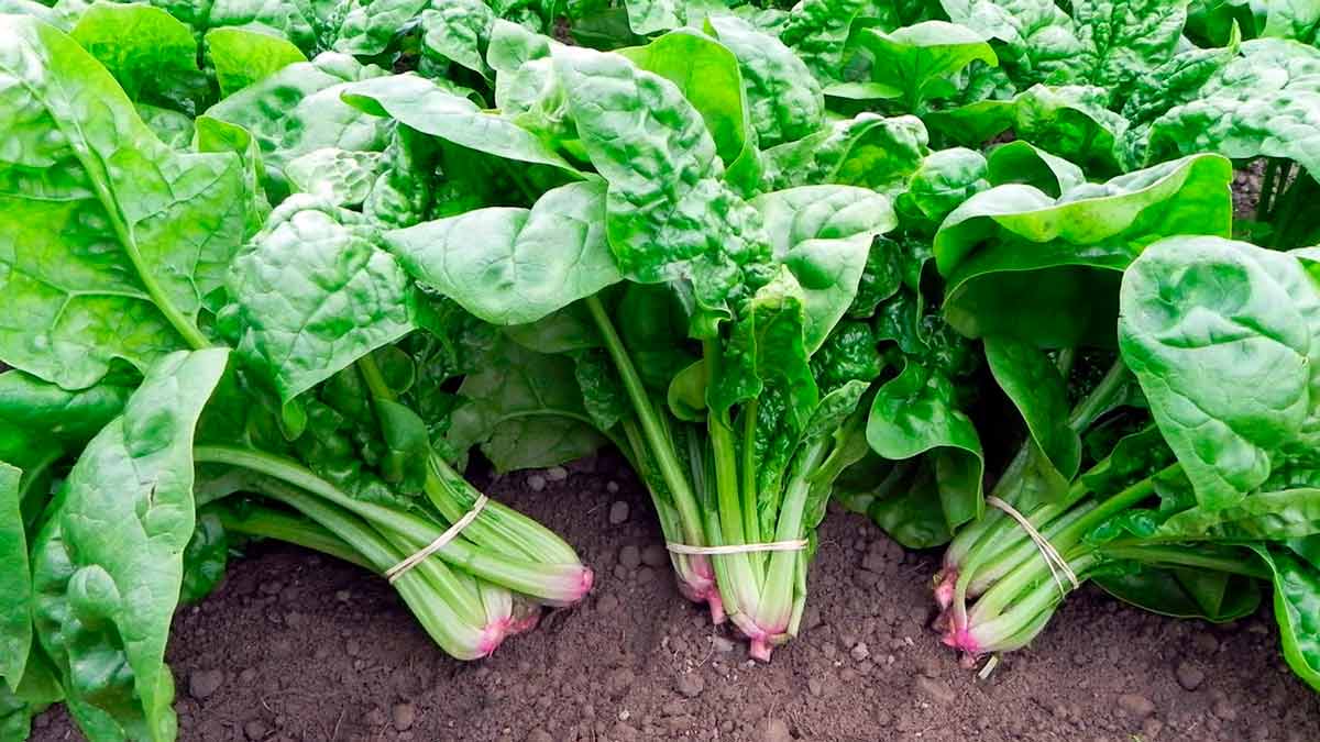 Как вырастить шпинат в своем саду - советы по посадке и выращиванию