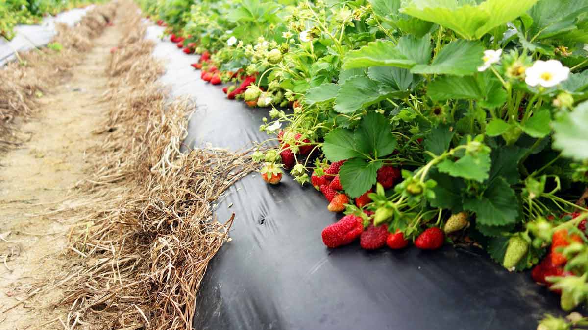 Клубника на пленке или агроволокне: как укрывной материал помогает получитьхороший урожай