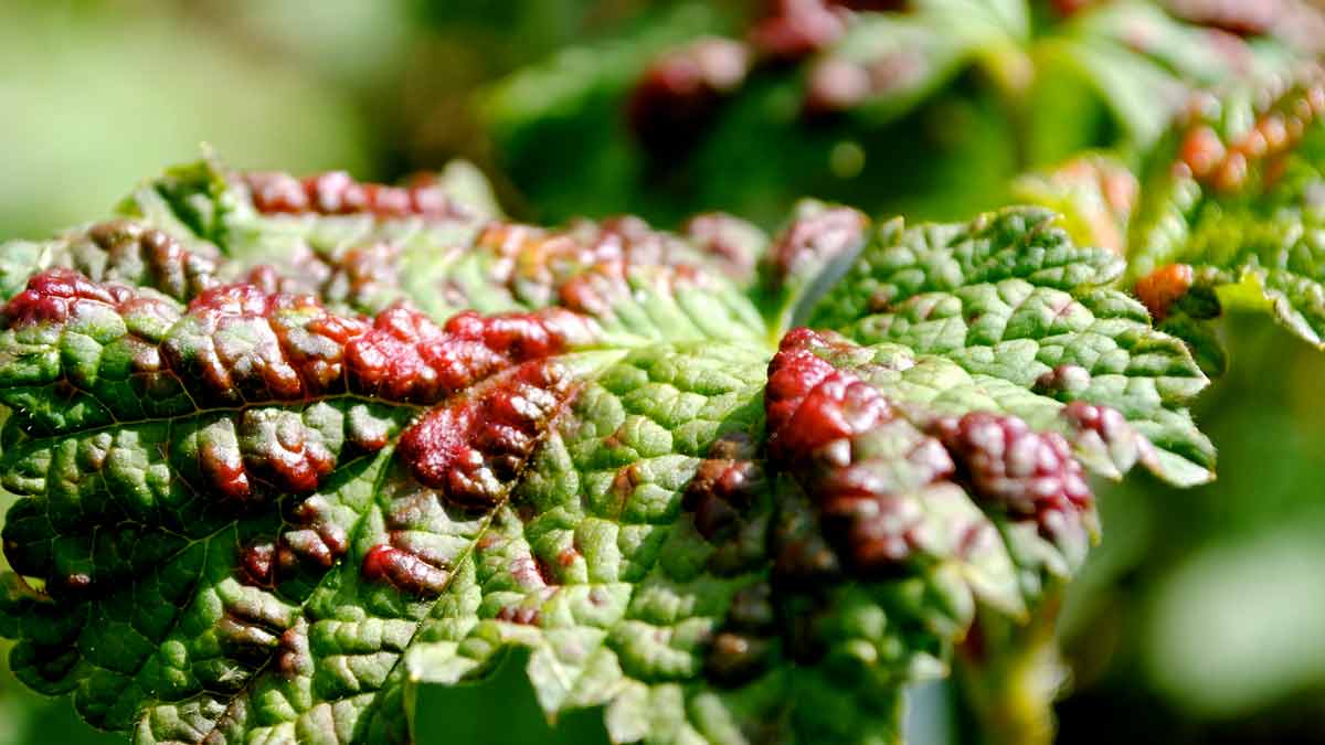 Красные пятна на листьях смородины: причины появления, лечение ипрофилактика