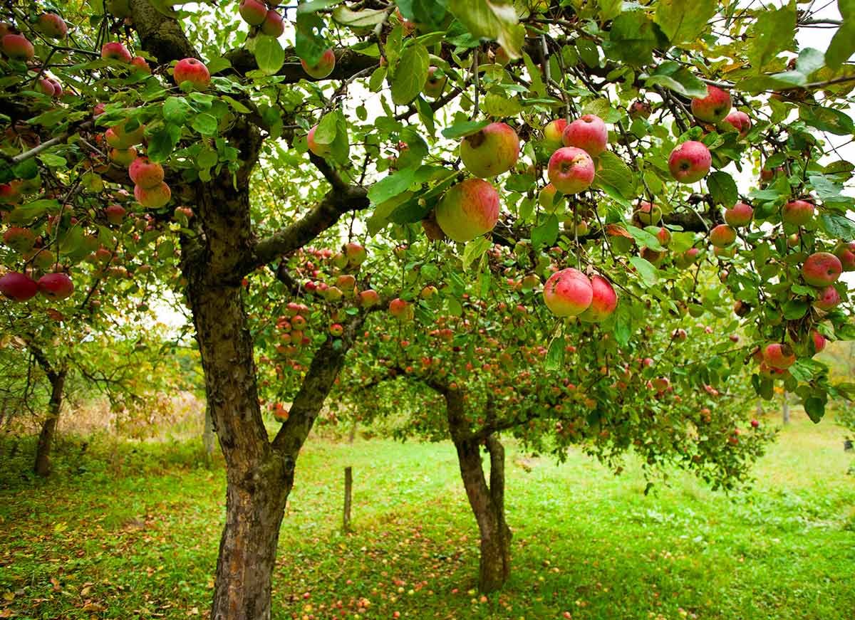 Чем, когда и как обрабатывать яблони от вредителей