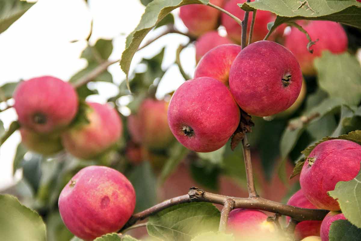 Чем, когда и как обрабатывать яблони от вредителей