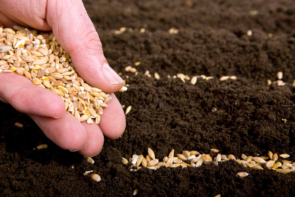 Как подготовить семена к посеву