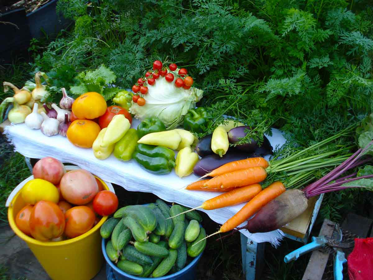 Подготовка семян овощных культур к посеву