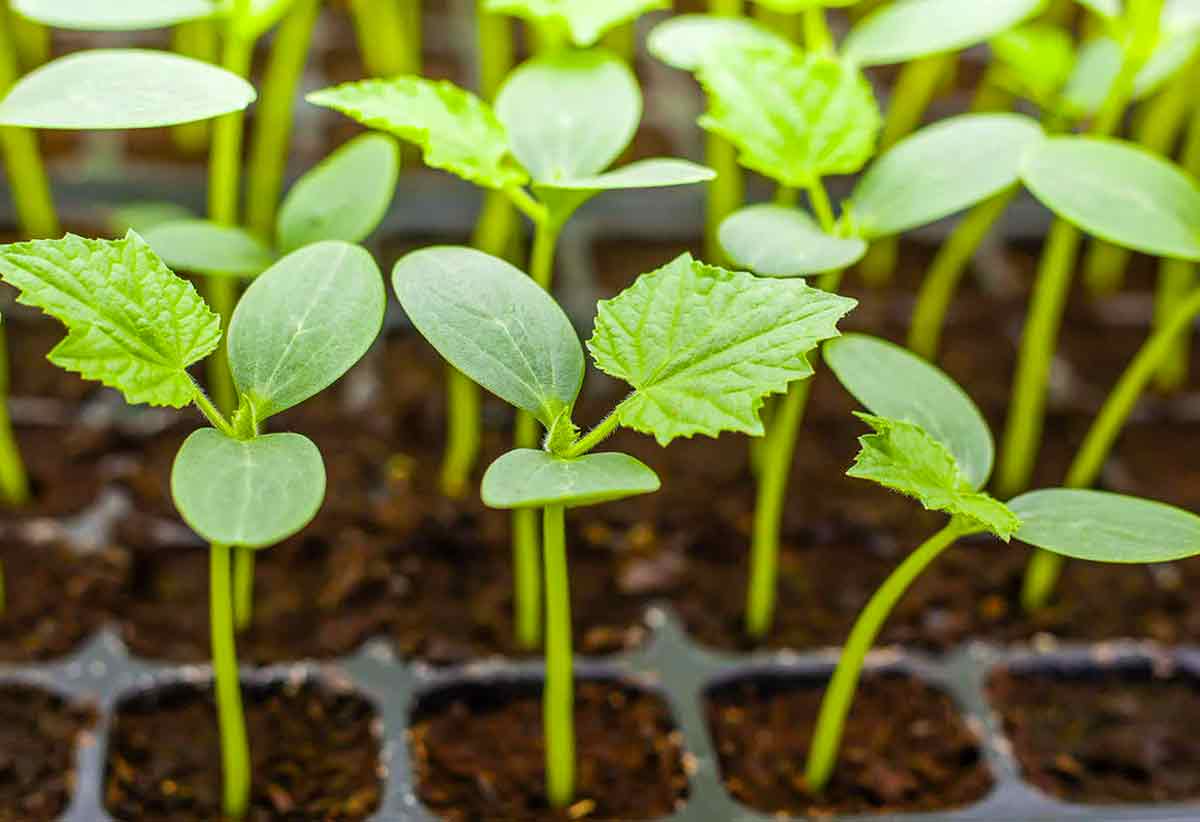 Подготовка семян овощных культур к посеву