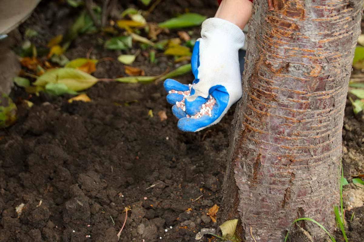 Как правильно вносить удобрения под деревья