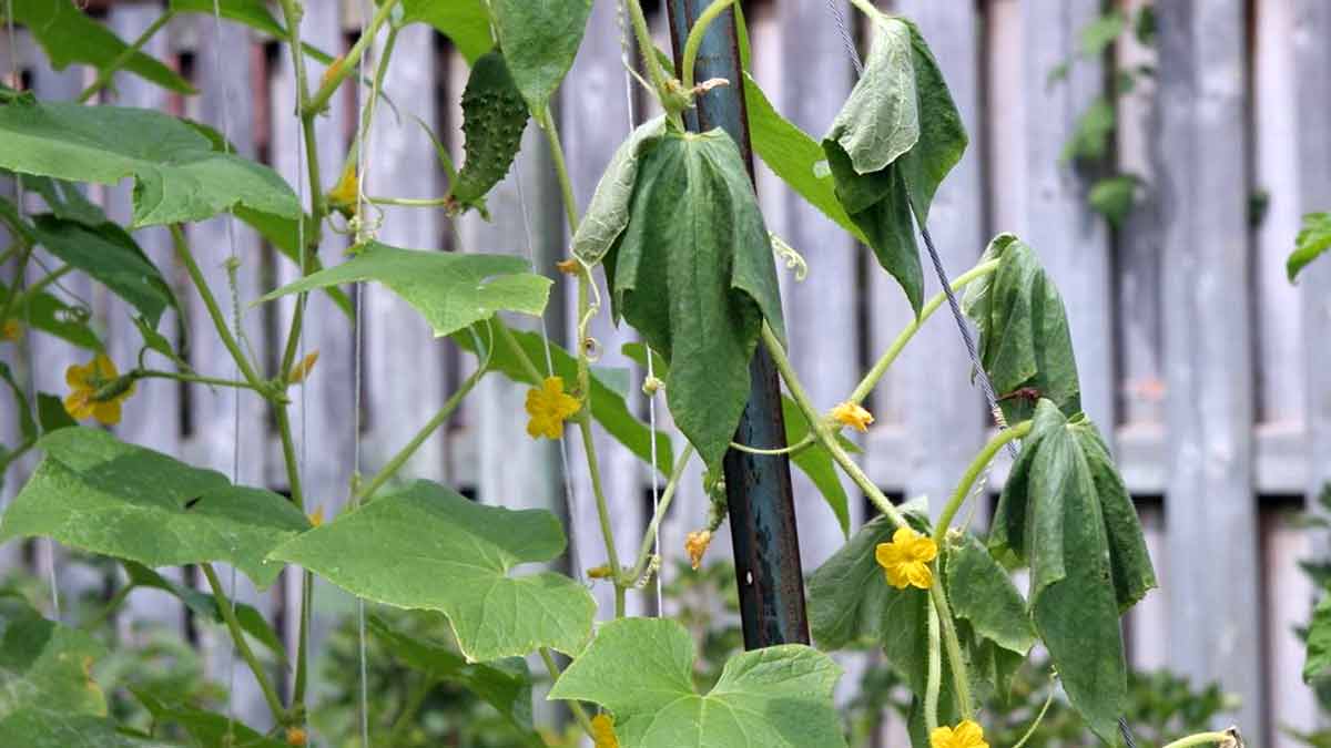 По каким причинам вянут листья у огурцов – что делать, как и чем лечить