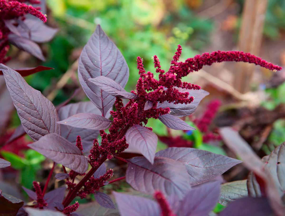 Amaranthus pictures of A List
