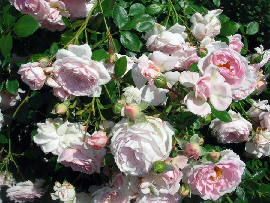 Розы сорта 'Lovely Meilland'