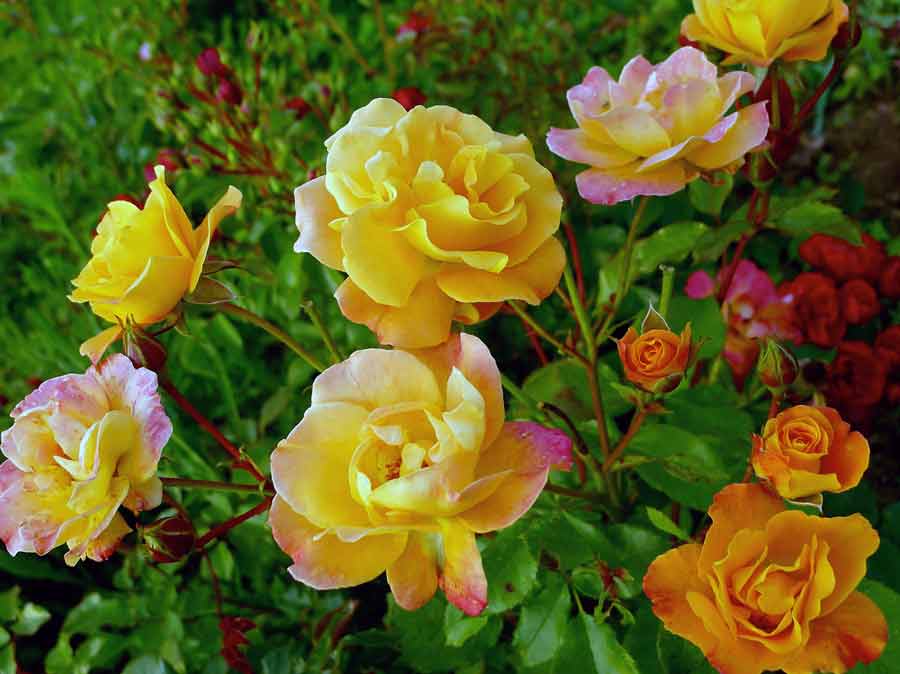 Розы сорта 'Westzeit'