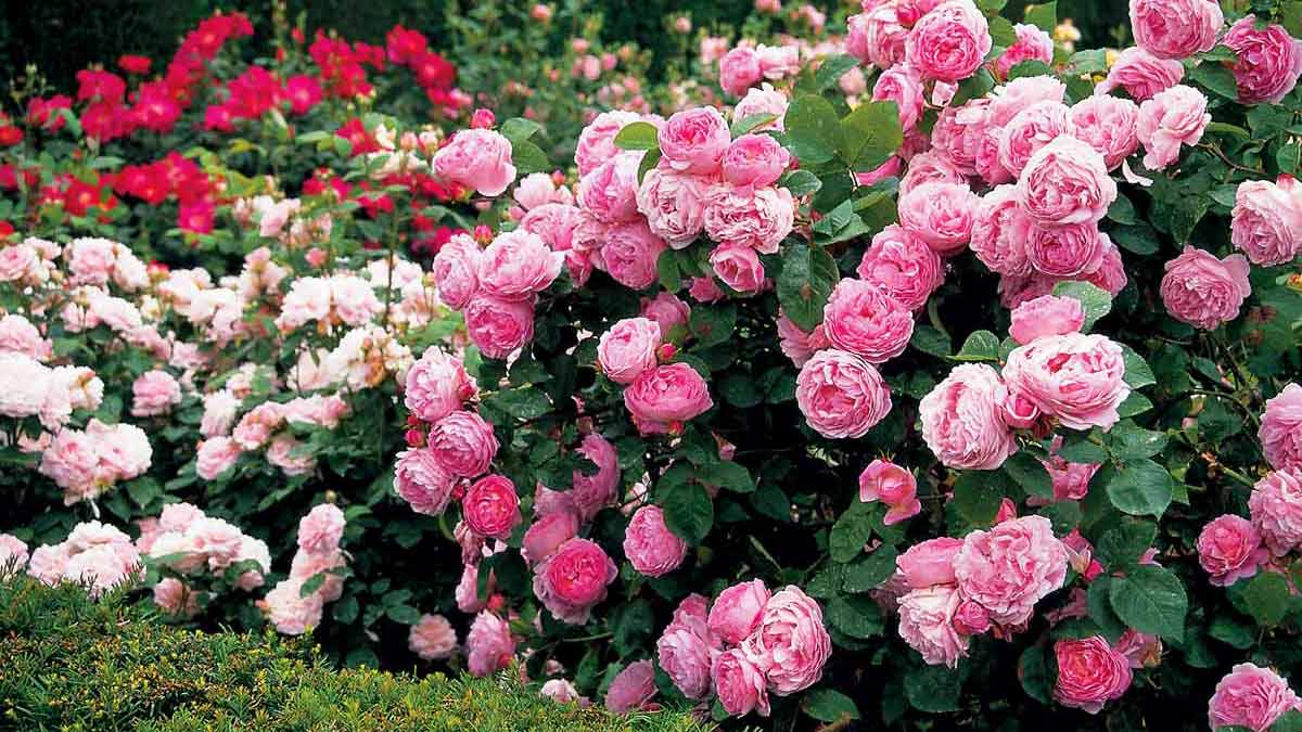 Сорта английской розы для наших садов с фото, названиями и описанием