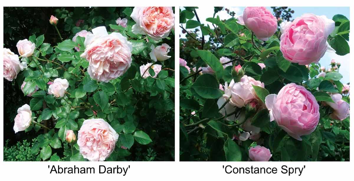 Лучшие сорта английских роз для наших садов