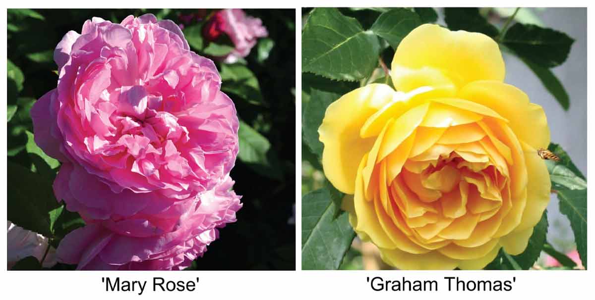 Лучшие сорта английских роз для наших садов