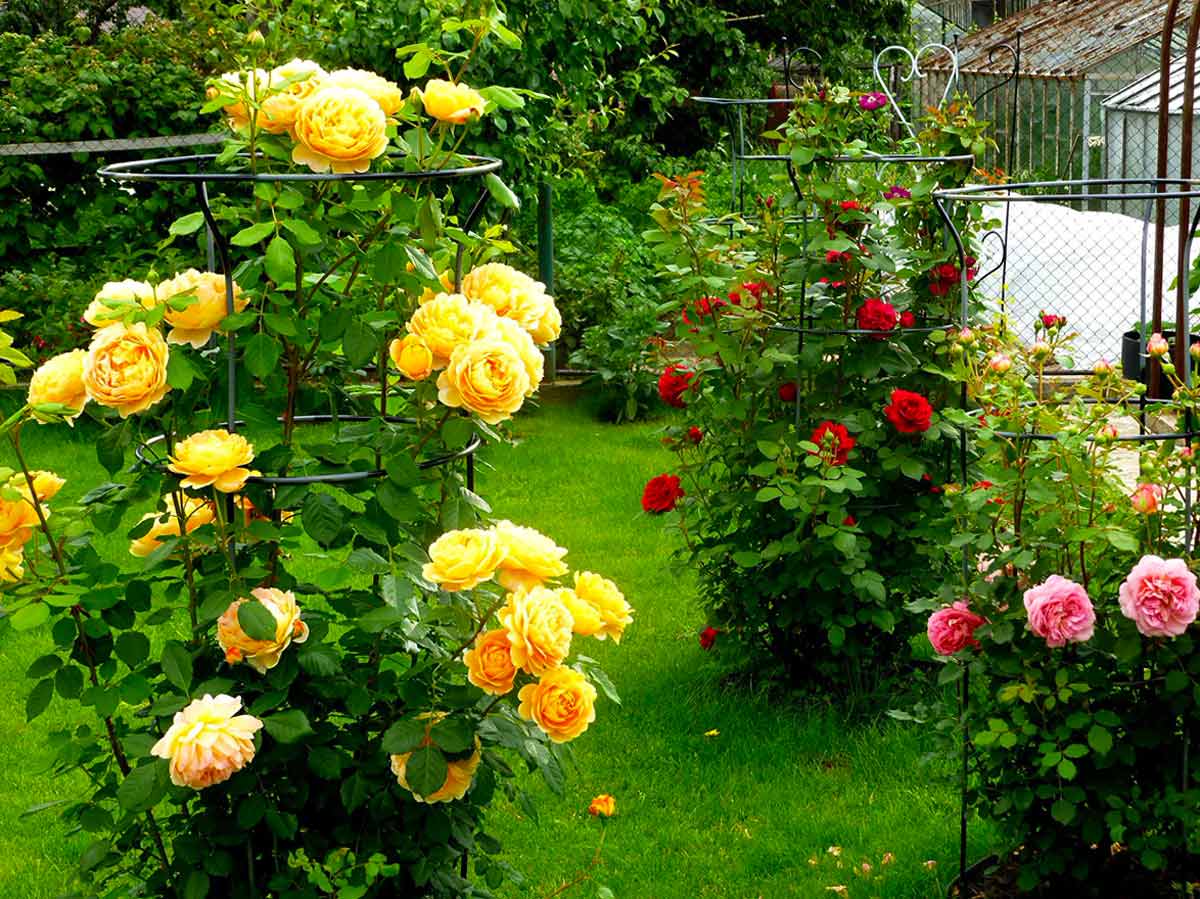 Английские розы: посадка и уход в открытом грунте. Виды и сорта английских роз, фото