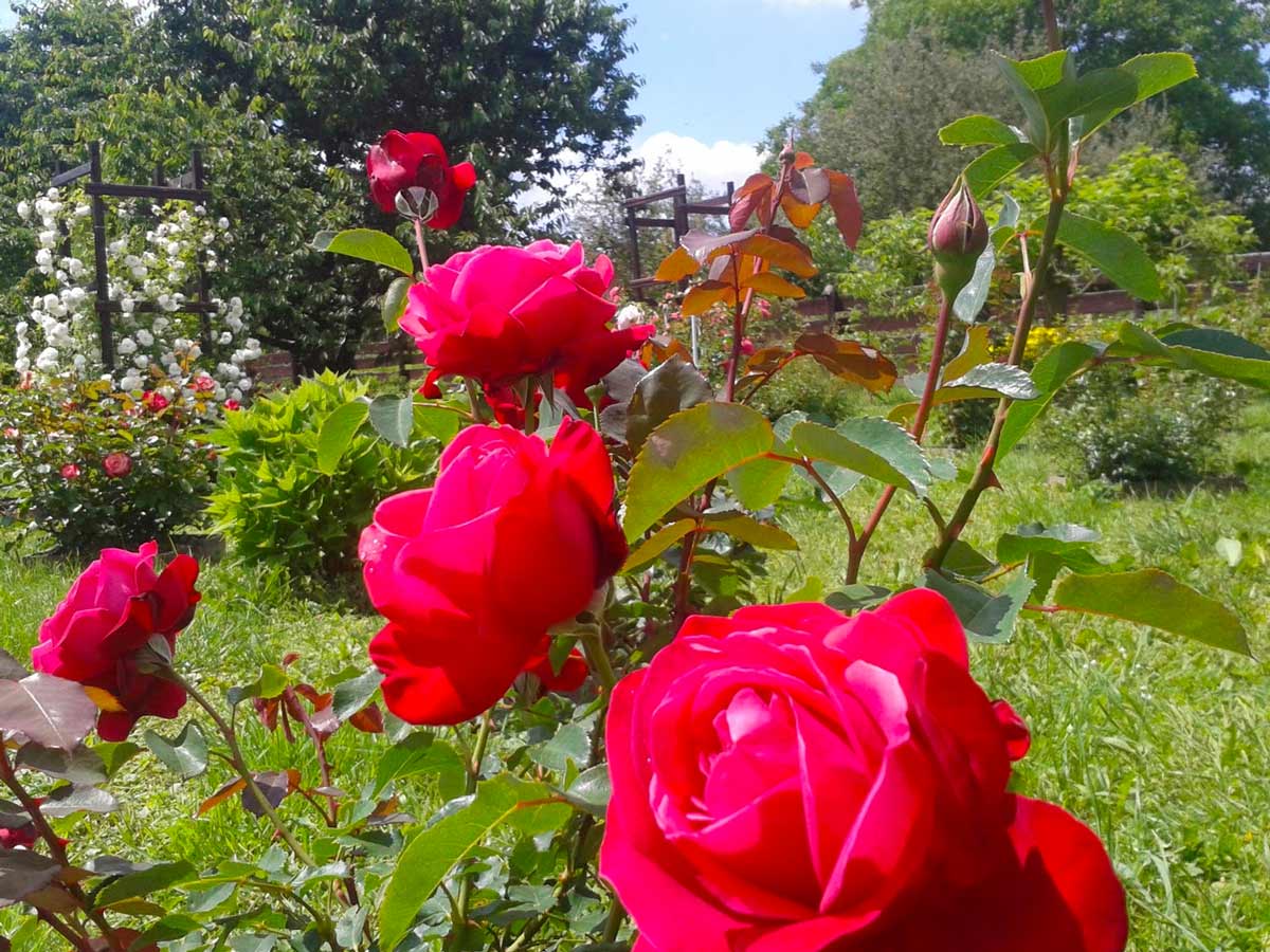 Чайно-гибридная роза Дам де Кер (Dame de Coeur)