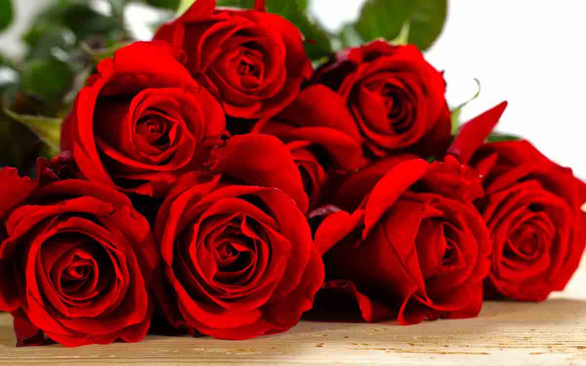 Что обозначает цветок розы цветы борисов с доставкой