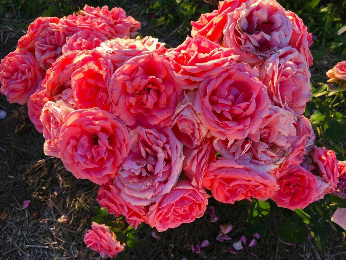 Кустовые розы флорибунда