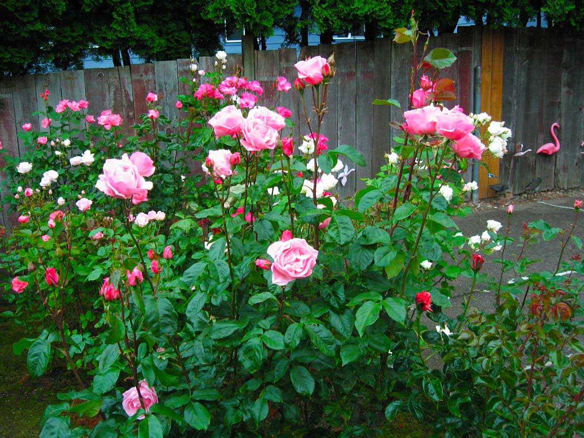 Кустовые розы грандифлора