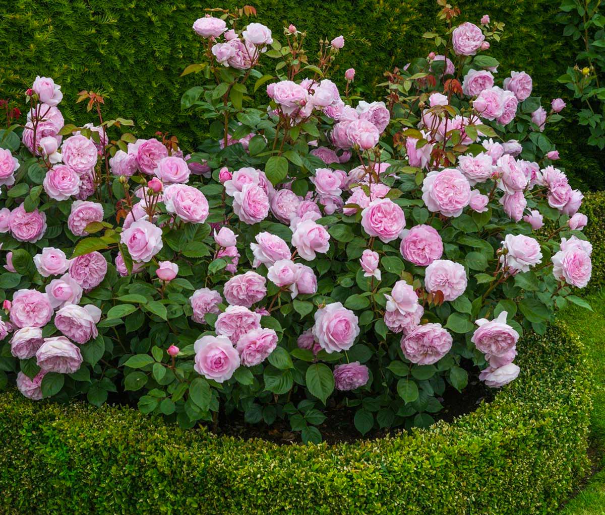 Кустовые Розы Фото Для Сада Многолетние