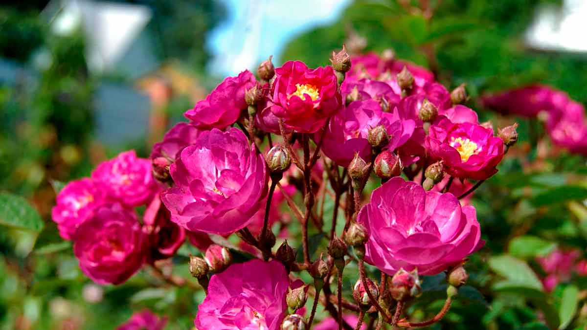 Мускусные розы - Сибелиус
