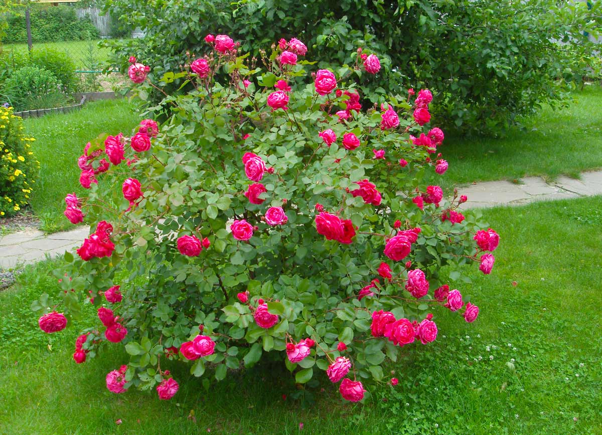 парковые розы фото с названиями